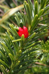 Podocarpus gnidioides