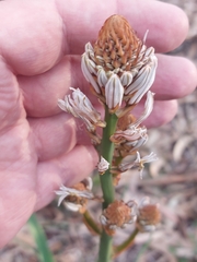 Asphodelus ramosus