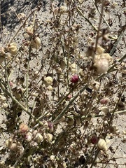 Dicoria canescens