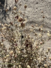 Dicoria canescens