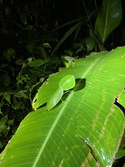 Choeradodis rhombicollis
