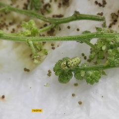 Prosotas dubiosa