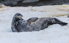 Leptonychotes weddellii