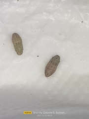 Prosotas dubiosa