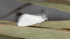 Tipanaea patulella