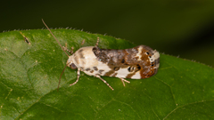 Acontia nivipicta