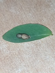 Prosotas dubiosa