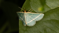 Mixocera latilineata