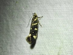 Macrobathra bigerella