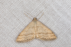 Scopula lydia