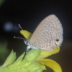 Prosotas dubiosa
