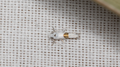 Niphonympha oxydelta