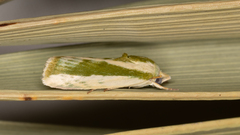Earias huegeliana