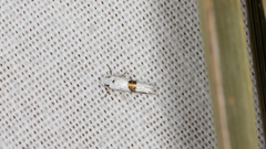 Niphonympha oxydelta