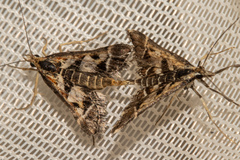 Diasemia grammalis