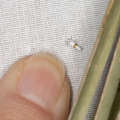 Niphonympha oxydelta