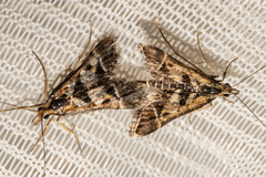 Diasemia grammalis