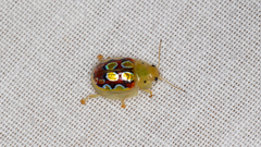 Paropsisterna nobilitata