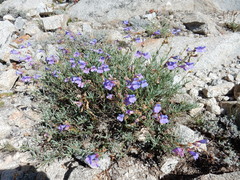 Penstemon azureus