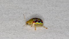 Paropsisterna nobilitata
