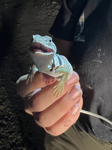 Eastern Collared Lizard