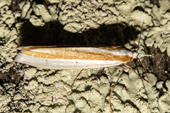 Orocrambus ephorus