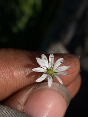 Stellaria longipes