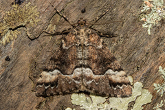 Pseudocoremia colpogramma