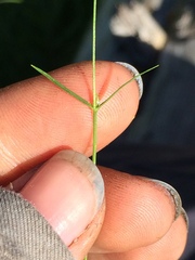 Stellaria longipes
