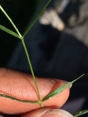 Stellaria longipes
