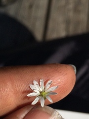 Stellaria longipes