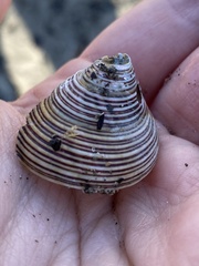 Calliostoma