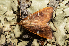 Udea adversa