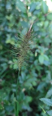 Carex erinacea