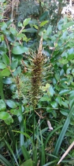 Carex erinacea