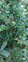 Carex erinacea
