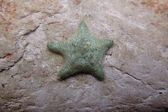 Asterina gibbosa