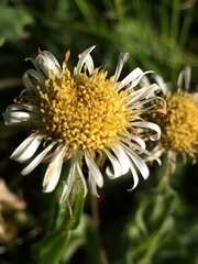 Erigeron coulteri