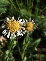 Erigeron coulteri