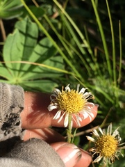 Erigeron coulteri
