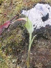 Pterostylis decurva