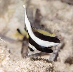 Heniochus acuminatus