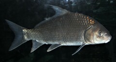 Carpiodes cyprinus