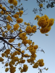 Roseodendron donnell-smithii