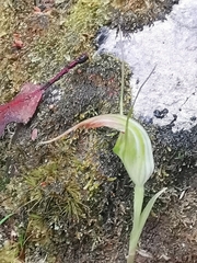 Pterostylis decurva