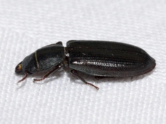 Cleroidea