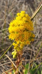 Solidago spathulata