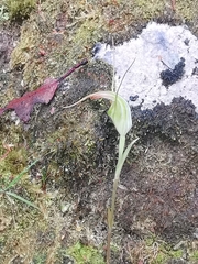 Pterostylis decurva