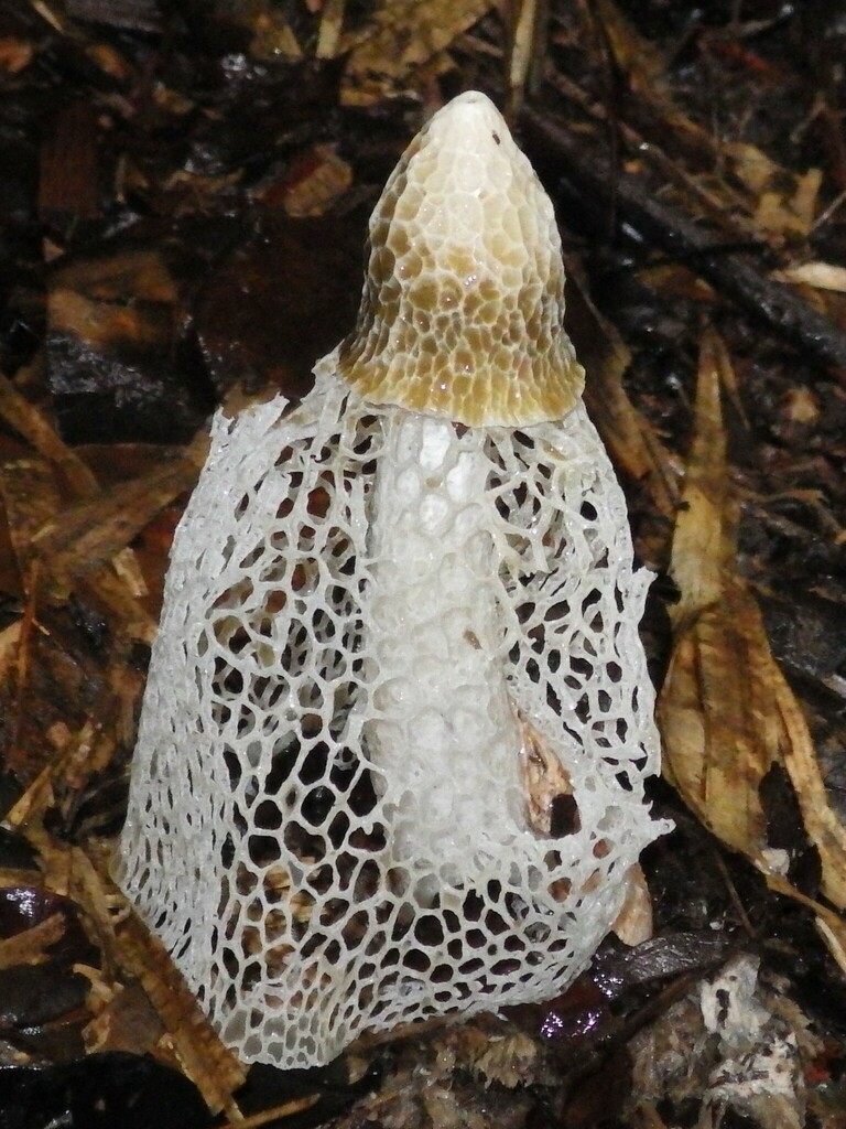 bridal veil stinkhorn from Golden Hole QLD 4861, Australia on February