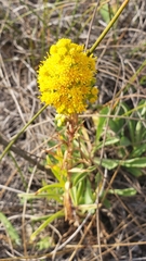 Solidago spathulata